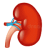 kidney-hiteb